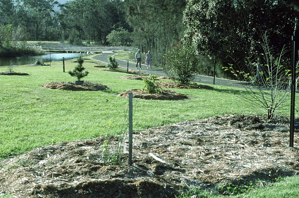 Planting on the northern side of the Japanese garden in the North Coast Regional Botanic Garden