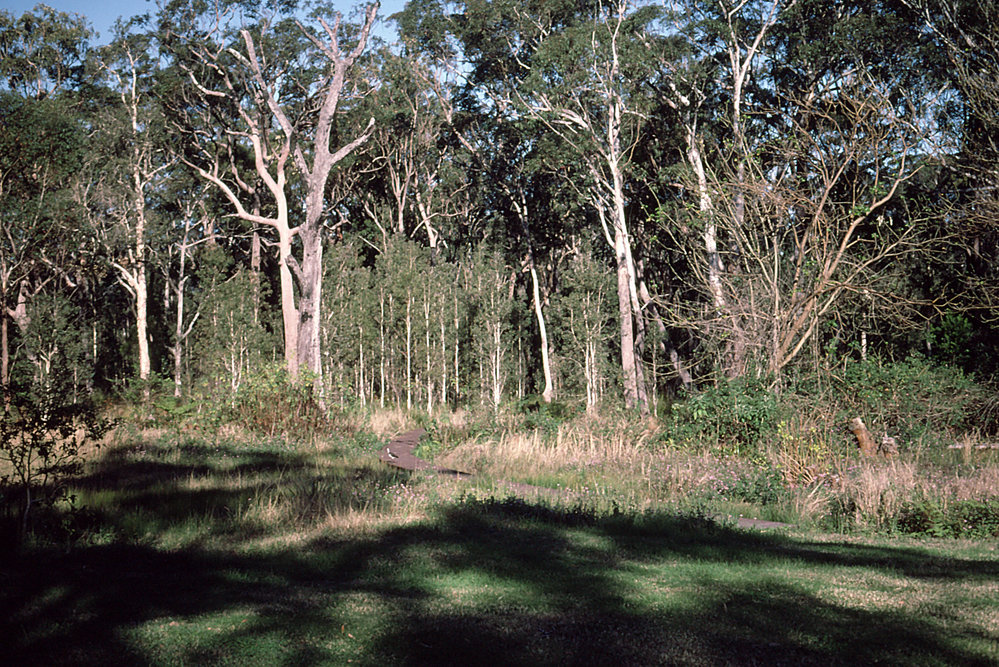 Planned site for the rainforest in the North Coast Regional Botanic Garden