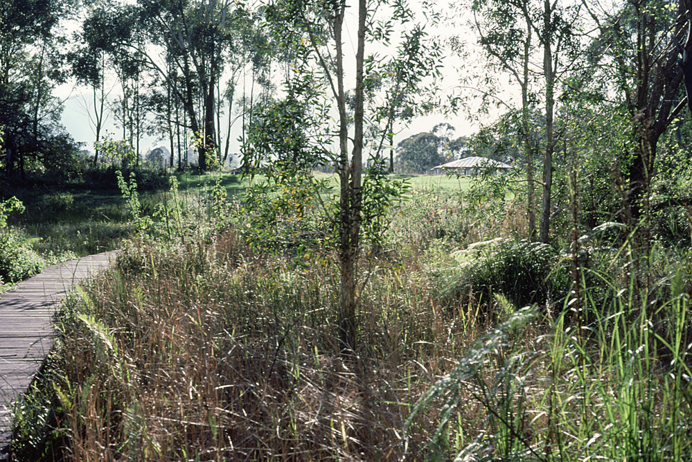 Planned site for the rainforest section in the North Coast Regional Botanic Garden