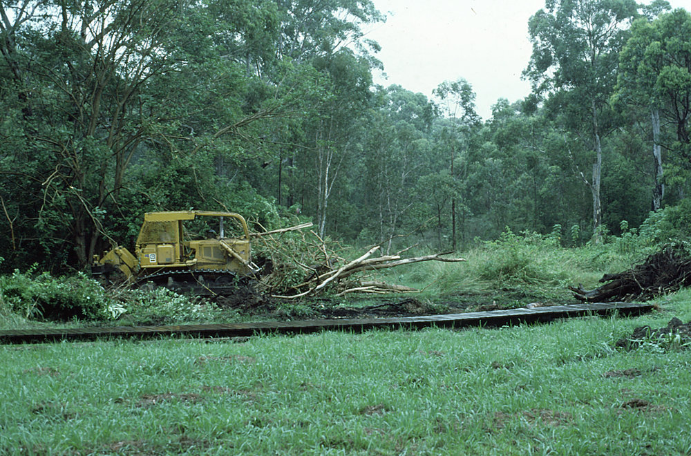 Clearing coral trees to plant rainforest in the North Coast Regional Botanic Garden
