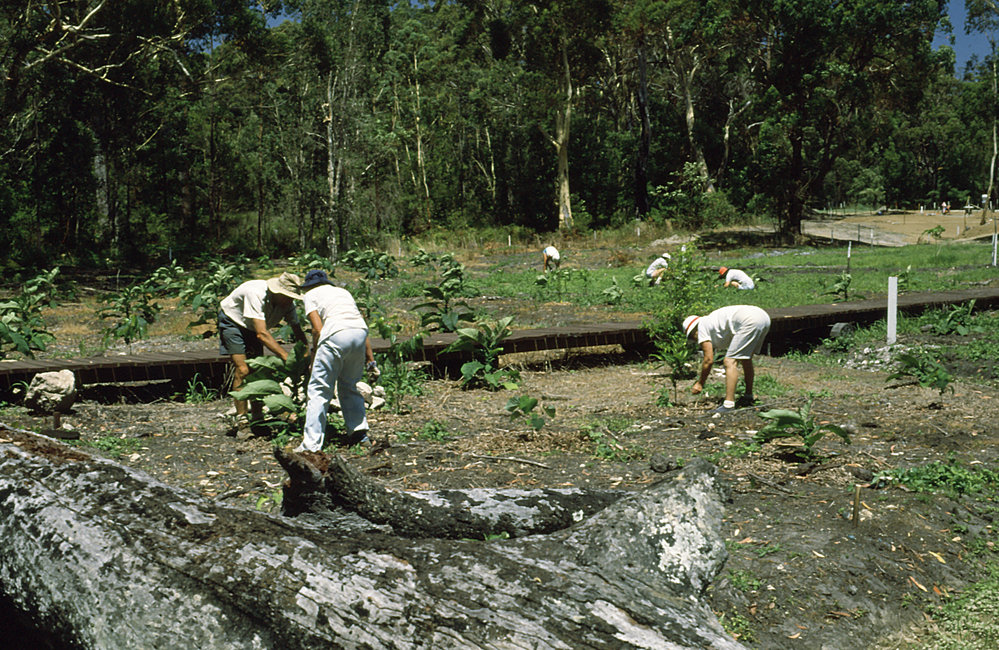 Planting out the rainforest in the North Coast Regional Botanic Garden, 1980s