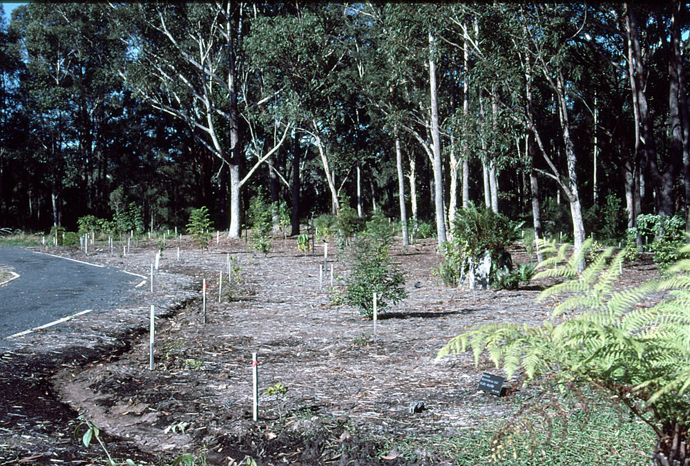Planting completed in dry rainforest at the North Coast Regional Botanic Garden
