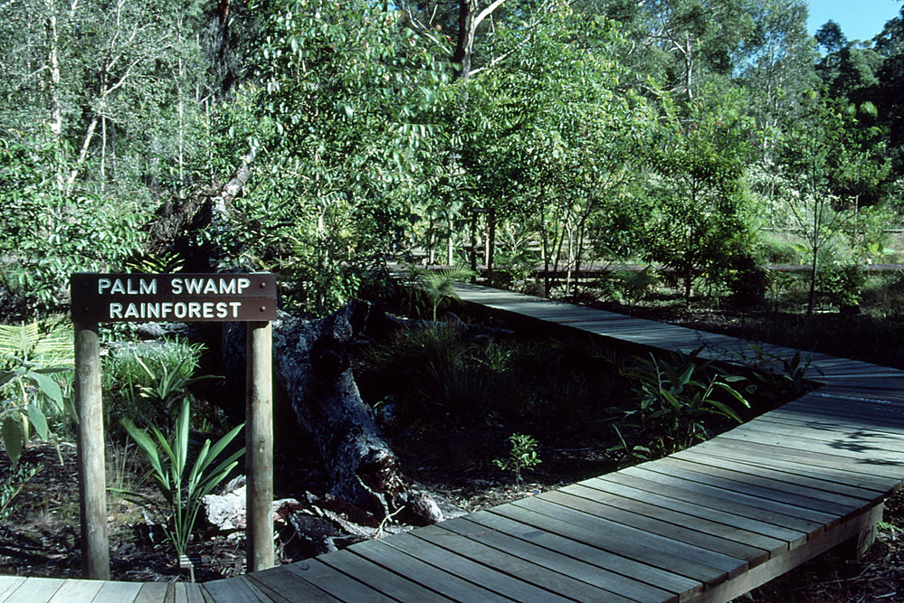Early days of the Palm Swamp Rainforest at the North Coast Regional Botanic Garden
