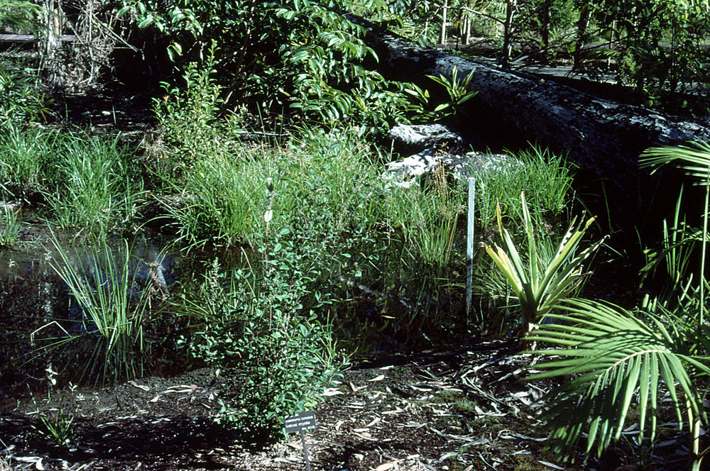 Early days of the Palm Swamp Rainforest at the North Coast Regional Botanic Garden