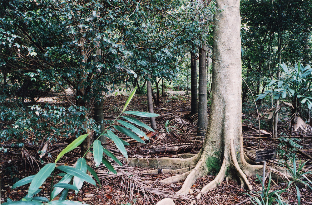 Sub-tropical rainforest area in the North Coast Regional Botanic Garden