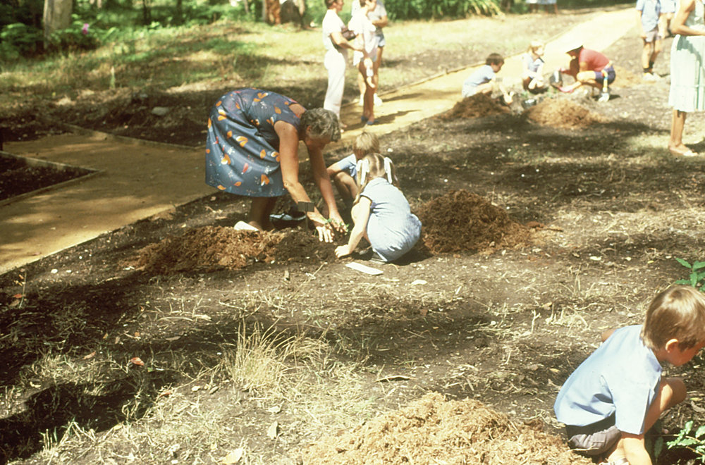 School children planting in the rare and endangered section of the North Coast Regional Botanic Garden, 1985