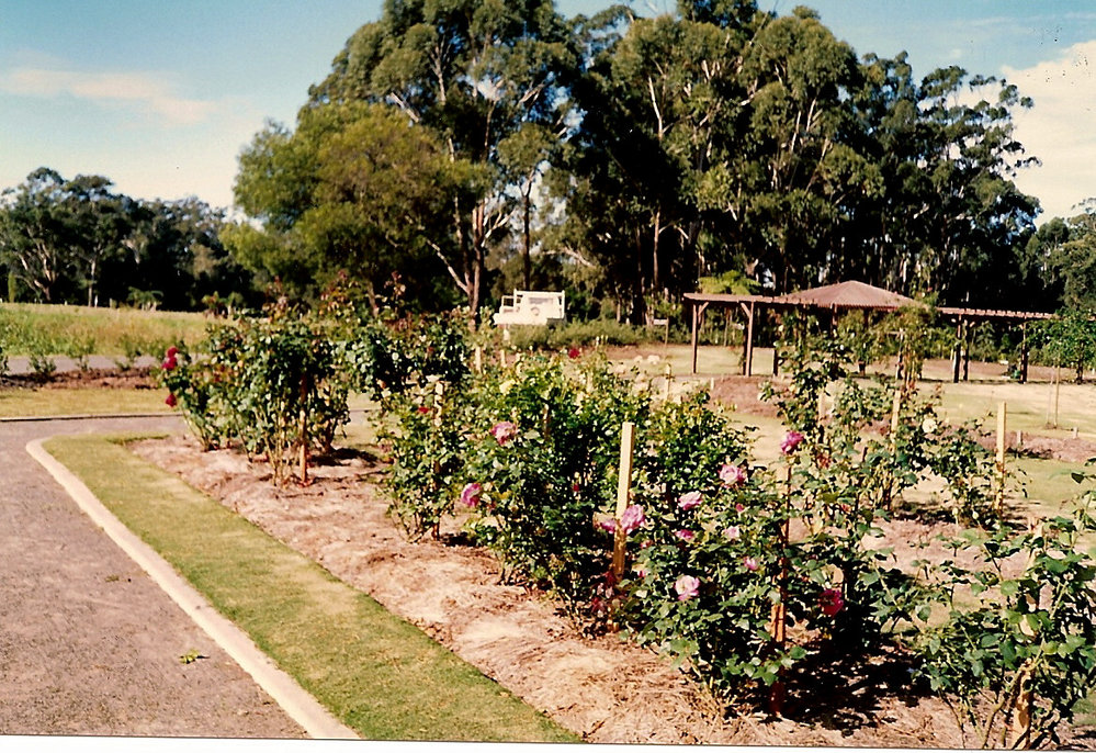 Early rose plantings in the sensory garden at the Regional Botanic Garden