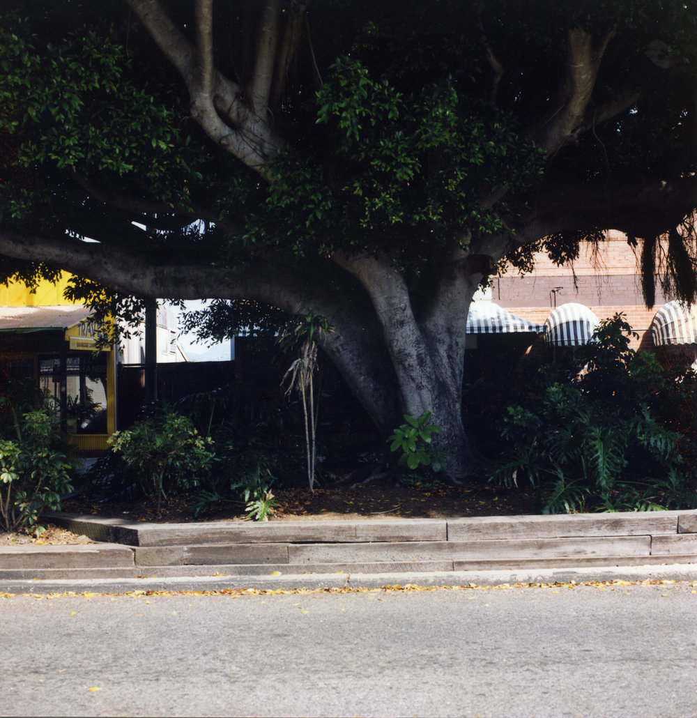 Fig trees on First Avenue in front of the Sawtell Cinema, 1990