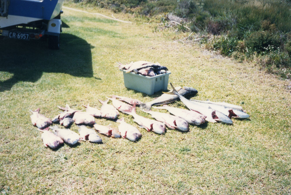 Large catch of snapper caught by Jim Worland at Minnie Water, 1973