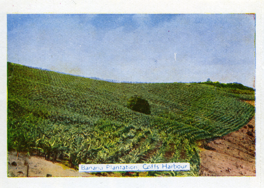 Banana Plantations, c.1955