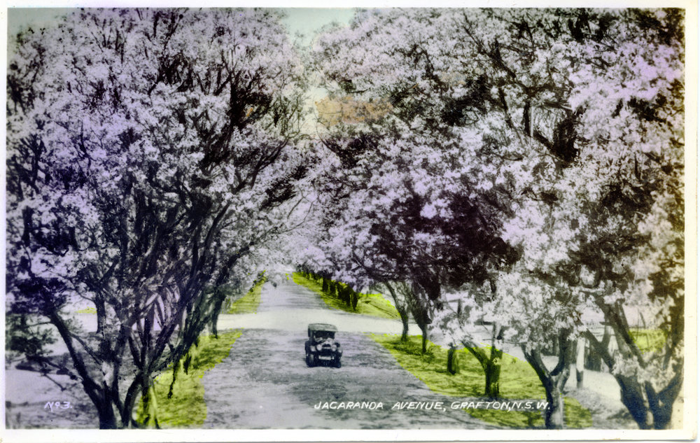 Jacaranda Avenue