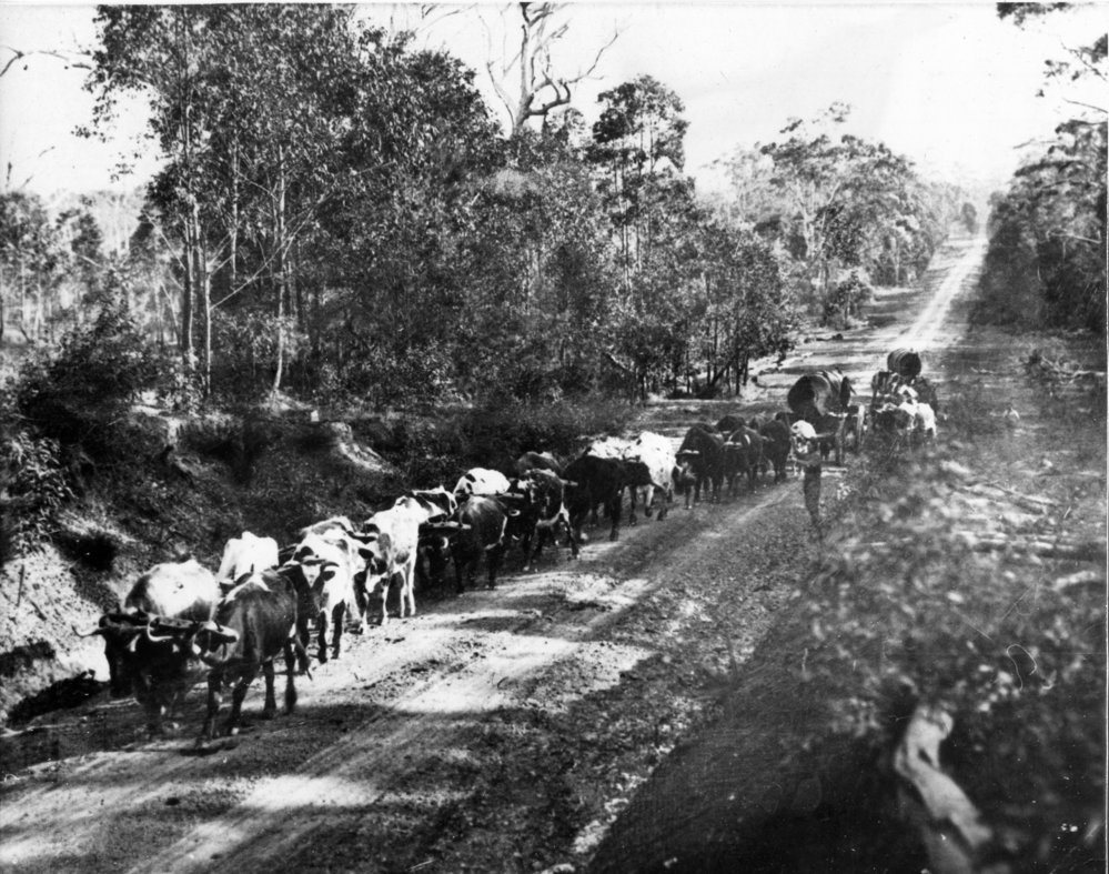 Ben Robertson's two bullock teams on the Coffs Harbour - Woolgoolga road, 1920