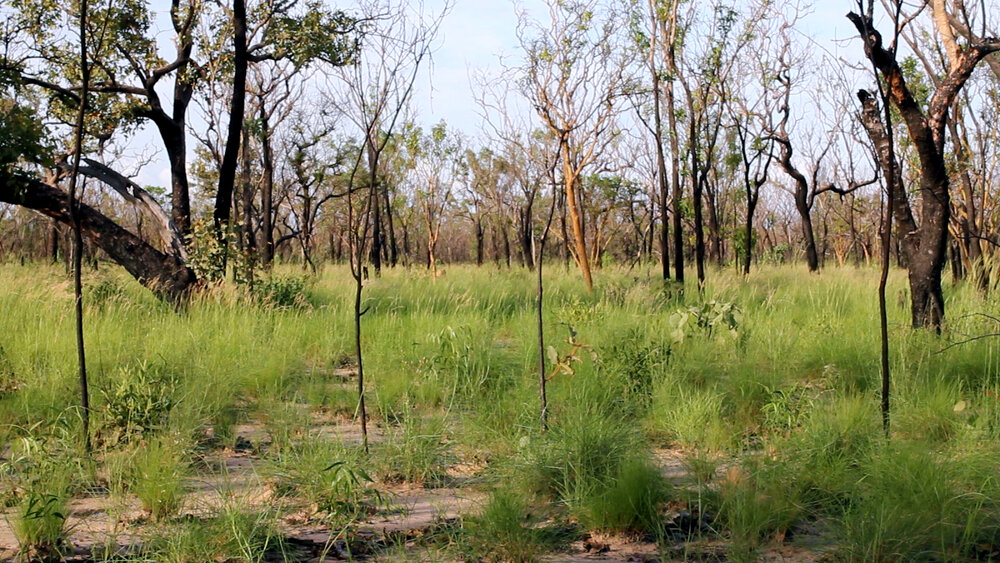 Four small trees almost in a line