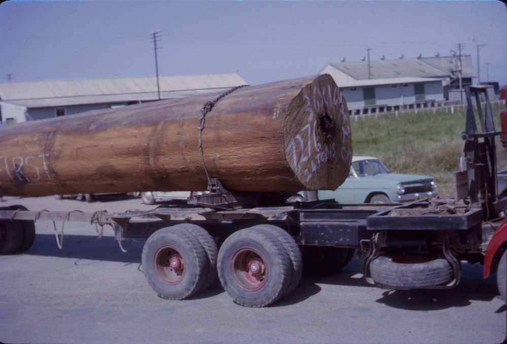 Felled timber in street parade, Coffs Jetty, 1964