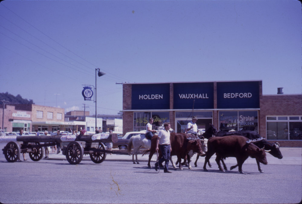 Bullock team in street parade, Coffs Harbour, 1967