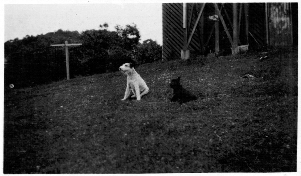 Betty Fowler's dog Kerry, mid 1930s