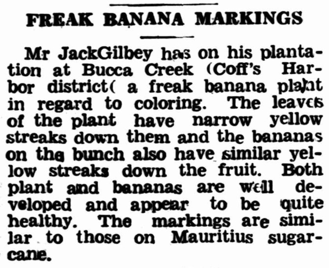 FREAK BANANA MARKINGS (1943, September 7). Tweed Daily (Murwillumbah, NSW : 1914 - 1949), p. 2. http://nla.gov.au/nla.news-article194231826