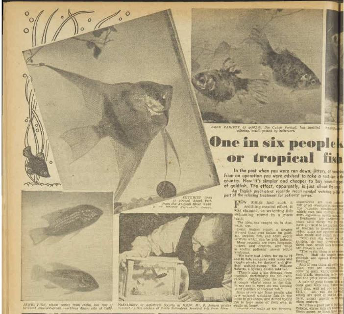 One in six people keeps goldfish or tropical fish,
(1947, May 10). The Australian Women's Weekly (1933 - 1982), p. 22.
http://nla.gov.au/nla.news-article55466429
