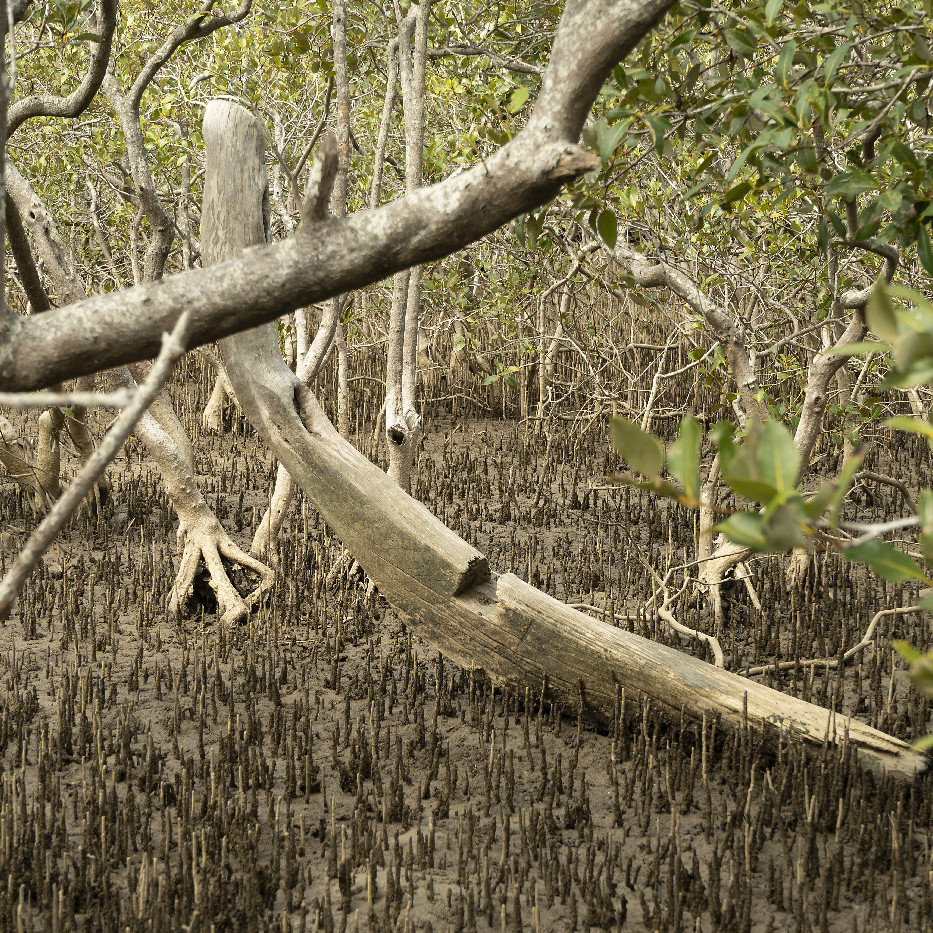 Long Boat Skeleton, Coffs Creek
