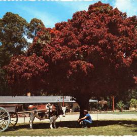 A bullock-drawn cart at Kumbaingeri Sanctuary, 1970s