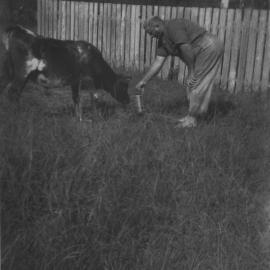 Mr England and Mona the calf, c. 1930s