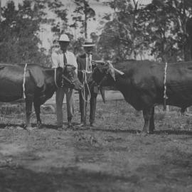Charles Sharp and William Ziems with prize-winning cattle at an agricultural show, 1920