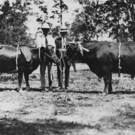 Charles Sharp and William Ziems with prize-winning cattle, c. 1920