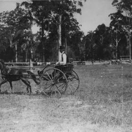 Charles Sharp driving a horse and buggy at the Coffs Harbour Showgound, c. 1914
