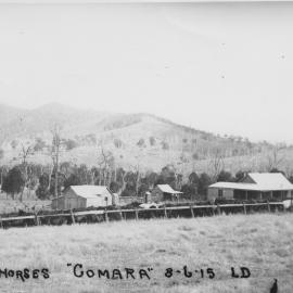 War horses, 8 June 1915