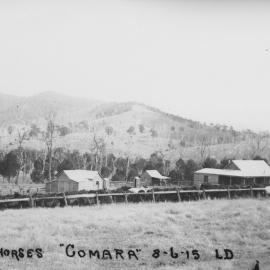 War horses to be sent to the Front, 8 June 1915