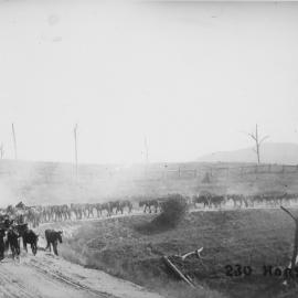 230 war horses on a dusty road, June 1915