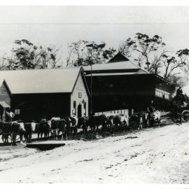 A bullock team on Ocean Street, c.1907