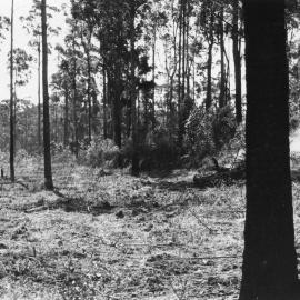 Clearing land at Orara High School, 1972 