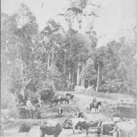 Cattle and horses at Coramba Junction on Star Creek, c.1915