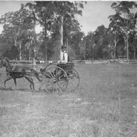 Charles Sharp driving his buggy at the Coffs Harbour Showground, c. 1914