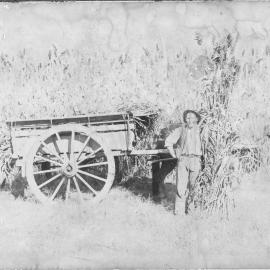 Edward Hoschke with horse and cart in a sorghum crop, c.1913 