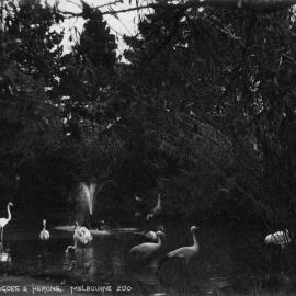 Melbourne Zoo, 1893