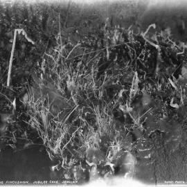 The Pincushion in the Jubilee Cave at the Jenolan Caves, c. 1905 