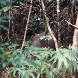 Thomas Timms' water turbine, c.1990 