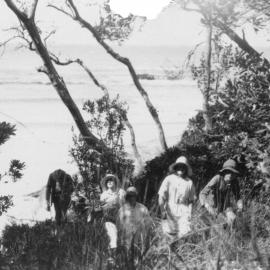 Walking through the scrub on Boambee Headland, c. 1925