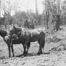 Eric Eckford ploughing on the family farm, c.1920