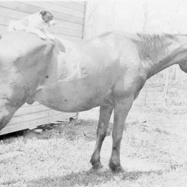 Eric Eckford's dog sitting on the back of his horse, c.1920