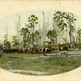 Bullock team, c.1935