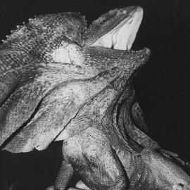 The frilled neck lizard at Kumbaingeri Sanctuary, 1970