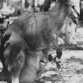 Kangaroo with joey