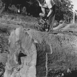 Mr Amos using one of the first one-man chainsaws in Coffs Harbour at Rippon's sawmill on Coramba Road, 1960