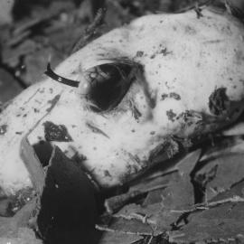 Brown snake being hatched, 1970