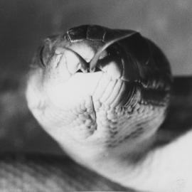 Olive python with forked tongue