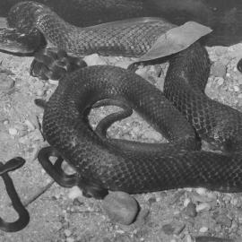Baby tiger snake with mother, 13 March 1970