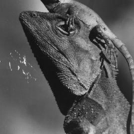 Rainforest Dragon mother with baby on its head, 1970